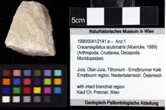 Foto (Objket + Etiketten) von Cracensigillatus acutirostris (Moericke, 1889) 